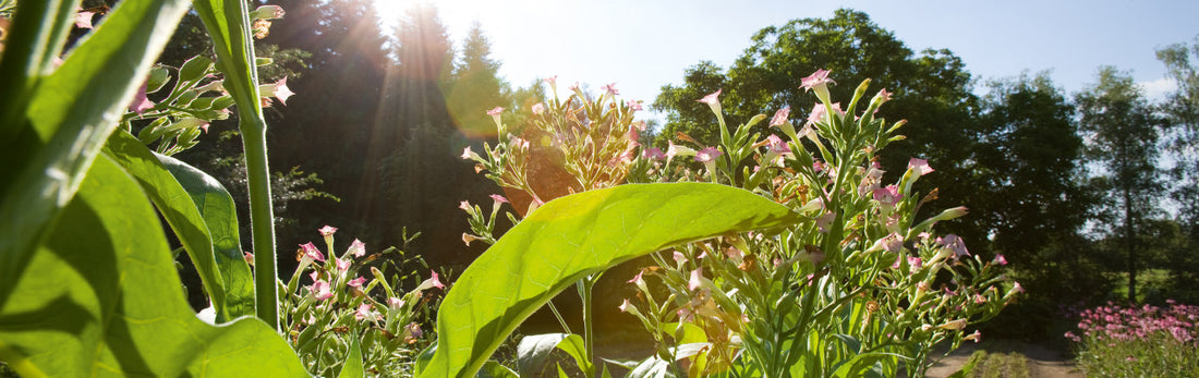 A company that resembles a flourishing garden